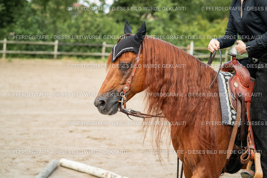 DSC06003 | Pferdegrafie