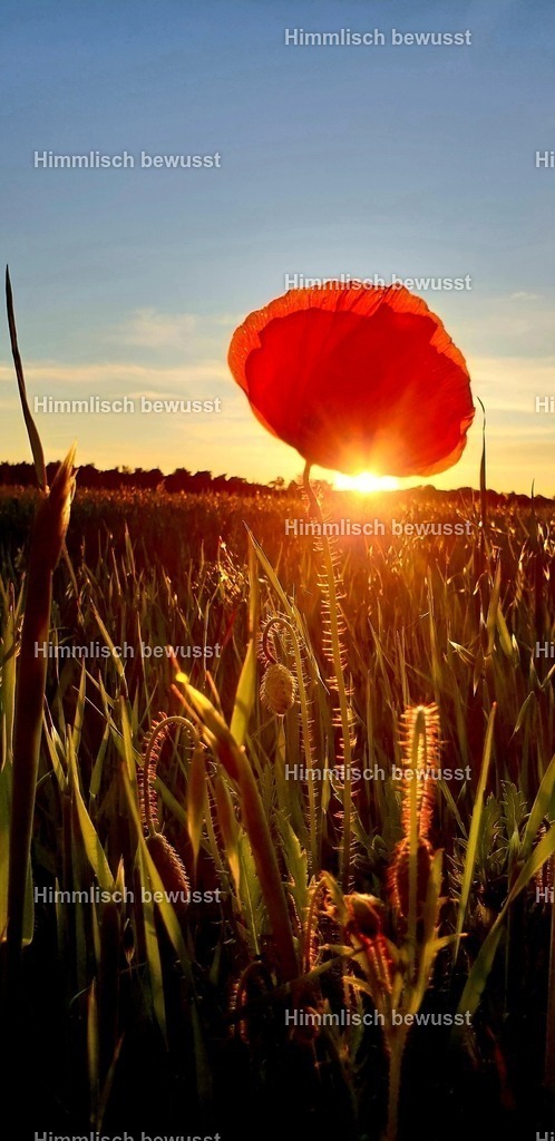 20200519_131304 | Energiebilder der neuen Zeit aus der  Natur,  Tauchen Sie ein in neue Dimensionen, Viola Bous, Dieburg, - Licht_Art-Coaching,  - Realisiert mit Pictrs.com