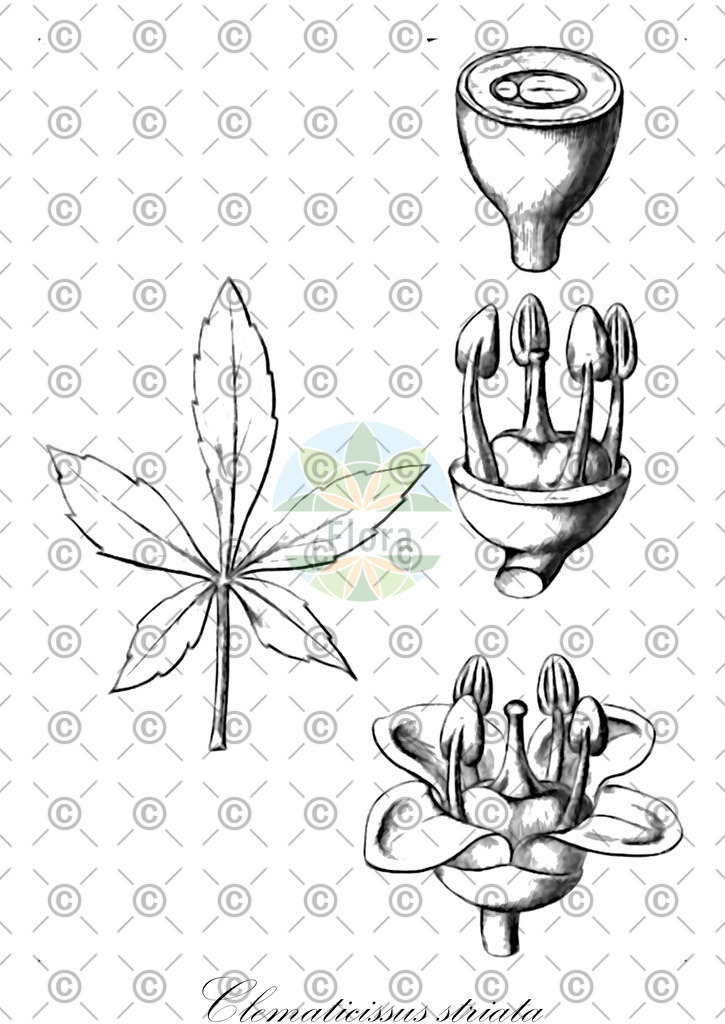 HistAbb_wfo-0000609451_1_ENZY_Simple | Historische Abbildung von Clematicissus striata - Vitaceae | Historical Illustration of Clematicissus striata - Vitaceae