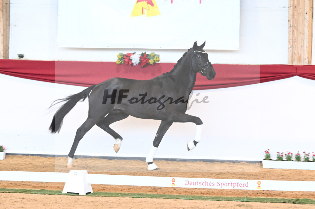 Kat-Nr. 45 Raven x Everdale_Rakelbusch_43230780 | hf-fotografie - Realisiert mit Pictrs.com
