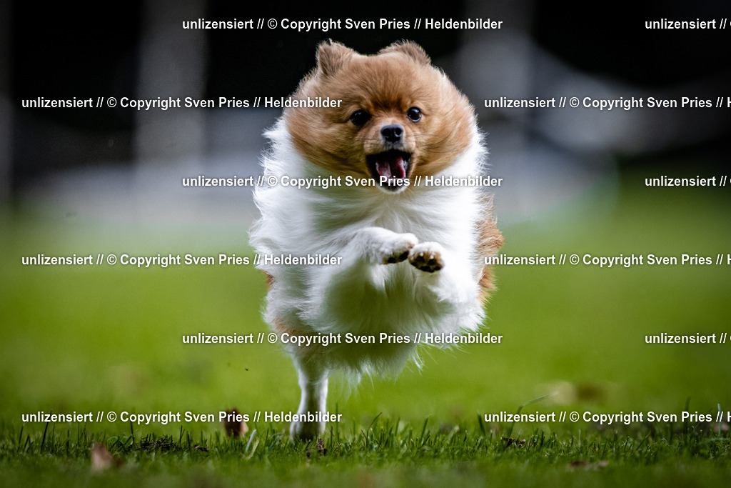 Sven Pries | 2025-10-03 - Hunderennen Obergrombach - Realisiert mit Pictrs.com