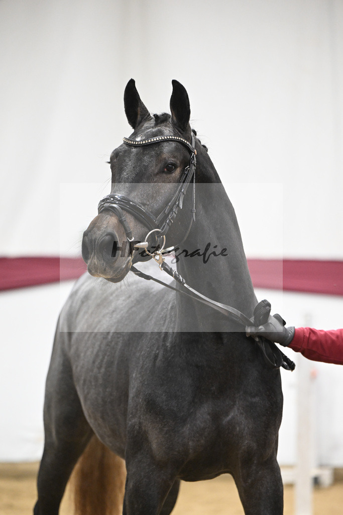 Kat-Nr. 87 Simply de Regor x Carano_PBM Pfefferle GmbH_47253031 | hf-fotografie - Realisiert mit Pictrs.com