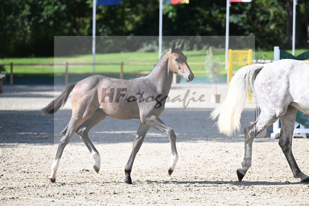 Fohlenauktion Next Chance_49220211 | hf-fotografie - Realisiert mit Pictrs.com