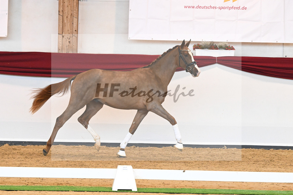 Kat-Nr. 5 v. Benicio_Wille_66221663 | hf-fotografie - Realisiert mit Pictrs.com