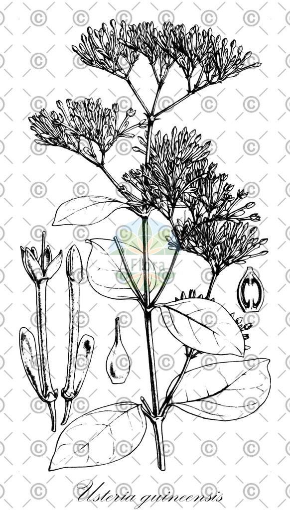 HistAbb_wfo-0001066122_1_ENZY_Simple | Historische Abbildung von Usteria guineensis - Loganiaceae | Historical Illustration of Usteria guineensis - Loganiaceae