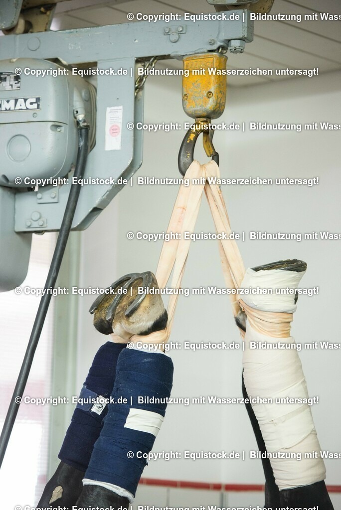 20160309_Sehnenschnitt_OP__0057 | equistock