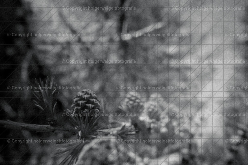 Lärche | Kaufen sie online außergewöhnliche Fotografien auf Leinwand Acrylglas Fotoprint Aludibond von holgerweigeltfotografie - Realisiert mit Pictrs.com