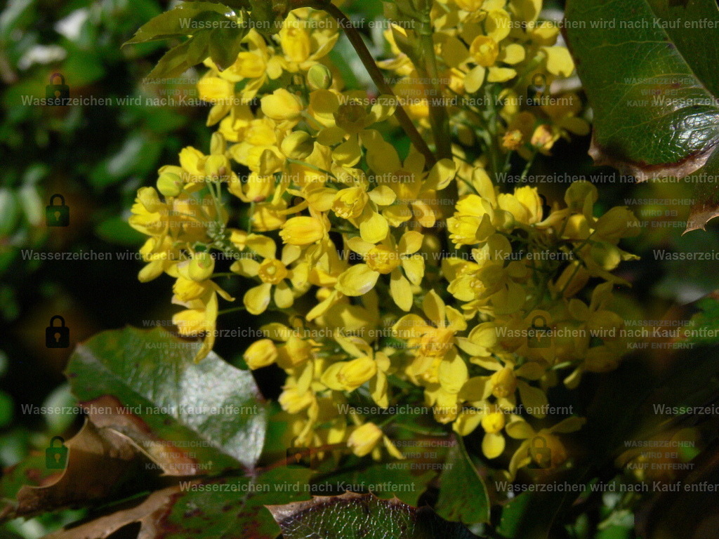 P1060378 | Fotoseite Wolkenblende - Das Hobby fotografieren begleitet mich schon  viele  Jahre. Auf den nächsten Seiten zeige ich ein paar Schnappschüsse der letzten Jahre und es kommen immer neue hinzu. Schau einfach mal rein. - Realisiert mit Pictrs.com