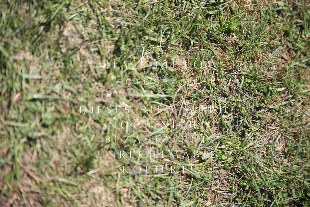 IMGT8089 | pl-fotografie