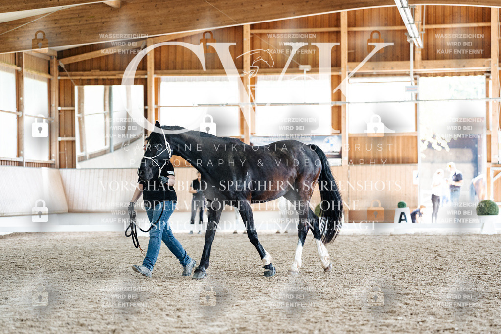 CK907979 | Turnierfotografie Pferdefotografie Trier Rheinland-Pfalz Pferdesport Reitsport Tierfotografie Sportfotografie Pferdevideo Pferdevideografie Equestrianvideography equestrianphotography  - Realisiert mit Pictrs.com
