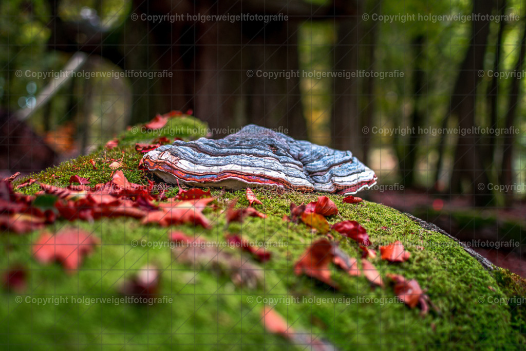 D75_6017 | Kaufen sie online außergewöhnliche Fotografien auf Leinwand Acrylglas Fotoprint Aludibond von holgerweigeltfotografie - Realisiert mit Pictrs.com