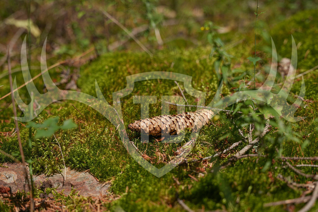 FC603528 | Fotogalerie der Treibjagd im Dunkelwald - Dein MTB Etappenrennen im Erzgebirge - Realisiert mit Pictrs.com