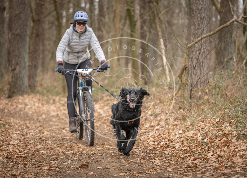 Pfotenfotografie_DV3A0259 | Hundefotografie, Tierfotograf, Pfotenfotografie, Fotoshooting Hund, Hunde Portrait, Hundesport, Hundeportraits, Heideshooting, Hunde, Sportfotograf, Hundefotograf, Turnierhundsport, THS,  - Realisiert mit Pictrs.com