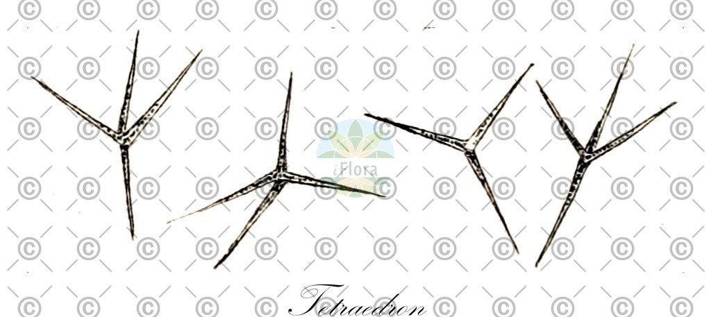 HistAbb_wfo-0000991479_1_ENZY_Simple | Historische Abbildung von Tetraedron - Hydrodictyaceae (0) | Historical Illustration of Tetraedron - Hydrodictyaceae (0)