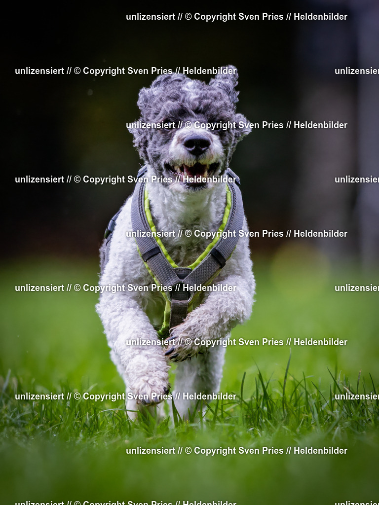 Sven Pries | 2024-10-19 - Hunderennen Ober-Grombach - Realisiert mit Pictrs.com