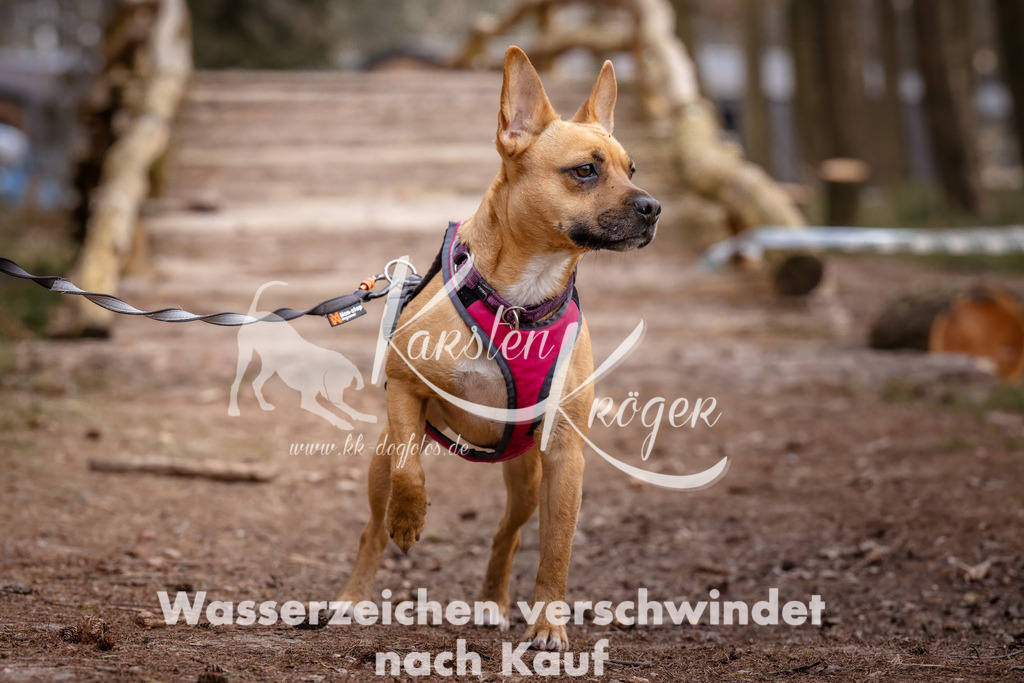 1601_ZZ92121 | kk-dogfotos