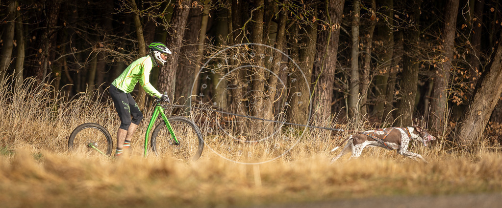 DV3A3565 | Hundefotografie, Tierfotograf, Pfotenfotografie, Fotoshooting Hund, Hunde Portrait, Hundesport, Hundeportraits, Heideshooting, Hunde, Sportfotograf, Hundefotograf, Turnierhundsport, THS,  - Realisiert mit Pictrs.com