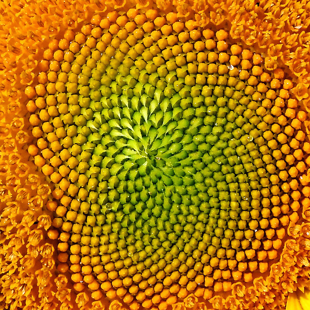Sonnenblume02q-260804 | greenwatching-with-luci - Realisiert mit Pictrs.com