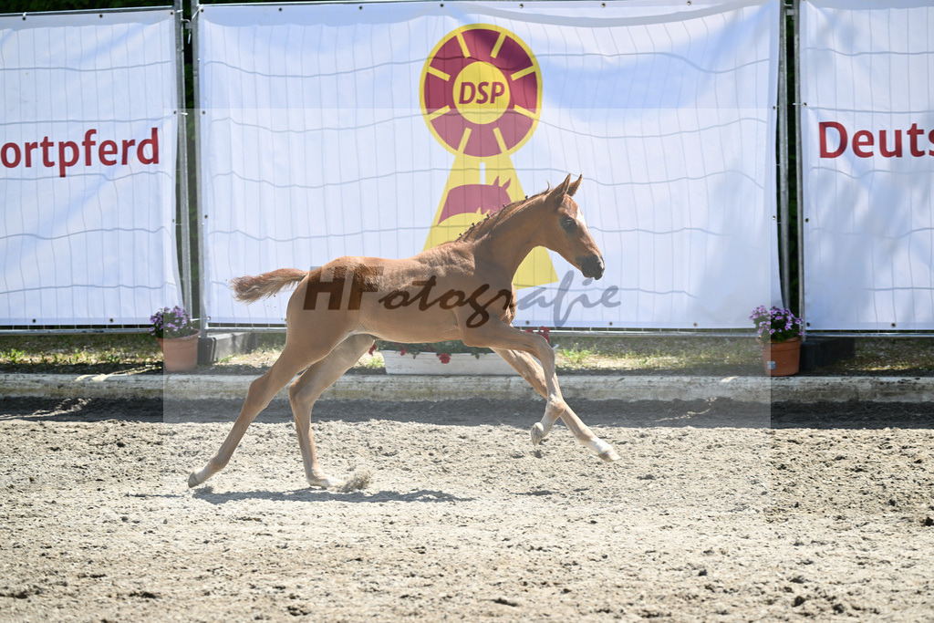 Kat-Nr. 26 SF DSP Feliciano_Ehrle_12230643 | hf-fotografie - Realizzato con Pictrs.com