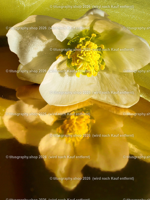 titusgraphy_P2244289-vz-ln | titusgraphy-shop: Geschenkideen mit Qualitätsfotos. titusgraphy-shop: gift ideas with quality photos. titusgraphy-shop: idées cadeaux avec photos de qualité.  - Realisiert mit Pictrs.com