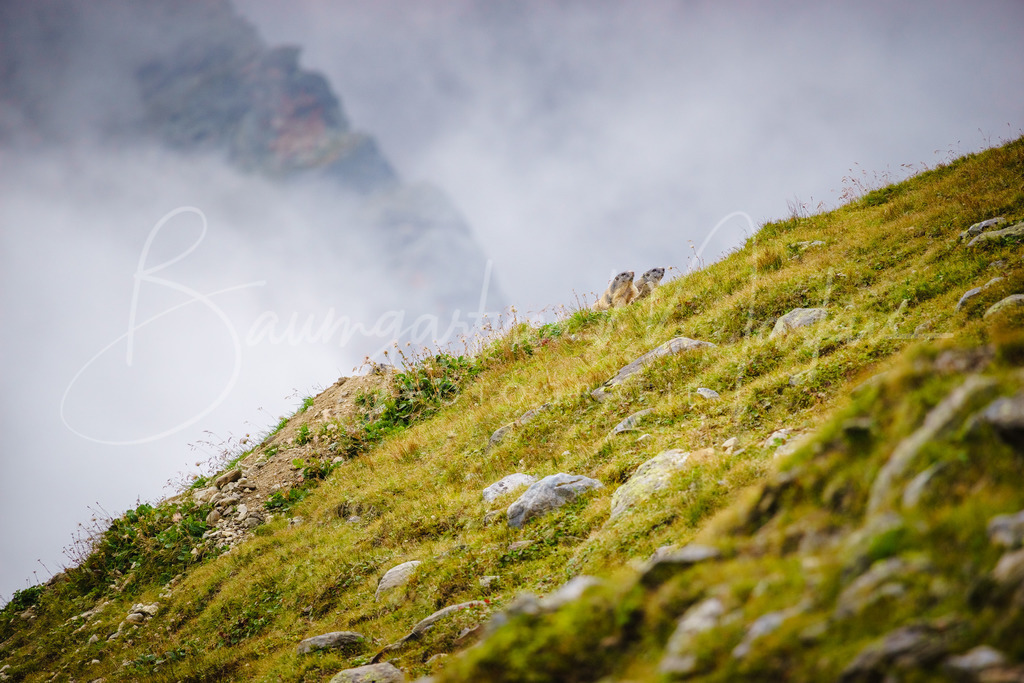_DSC9770 | Baumgartner Markus Fotografie