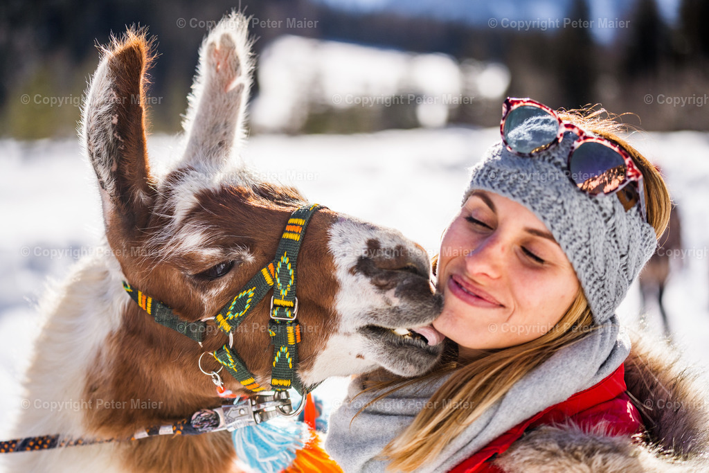 Lama_Wanderung_Winter_Stapitzer_See-179 | piet_flosse