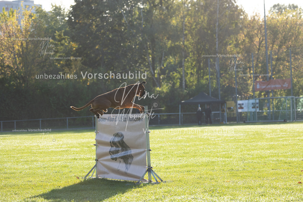 _16A6276 | Einzigartige Fotos von Hunden & Menschen –Actionfotos, Portraits, Vereinsaufnahmen & Paarshootings – authentisch, lebendig & mit Herz.