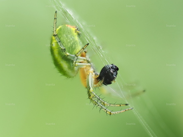 Kürbisspinne (Araniella cucurbitina) | Inanta - Realisiert mit Pictrs.com