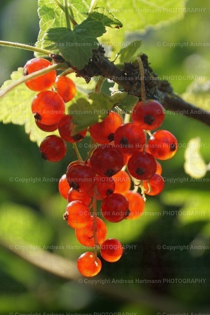 Rote Johannisbeeren | Rote Johannisbeeren - Realisiert mit Pictrs.com