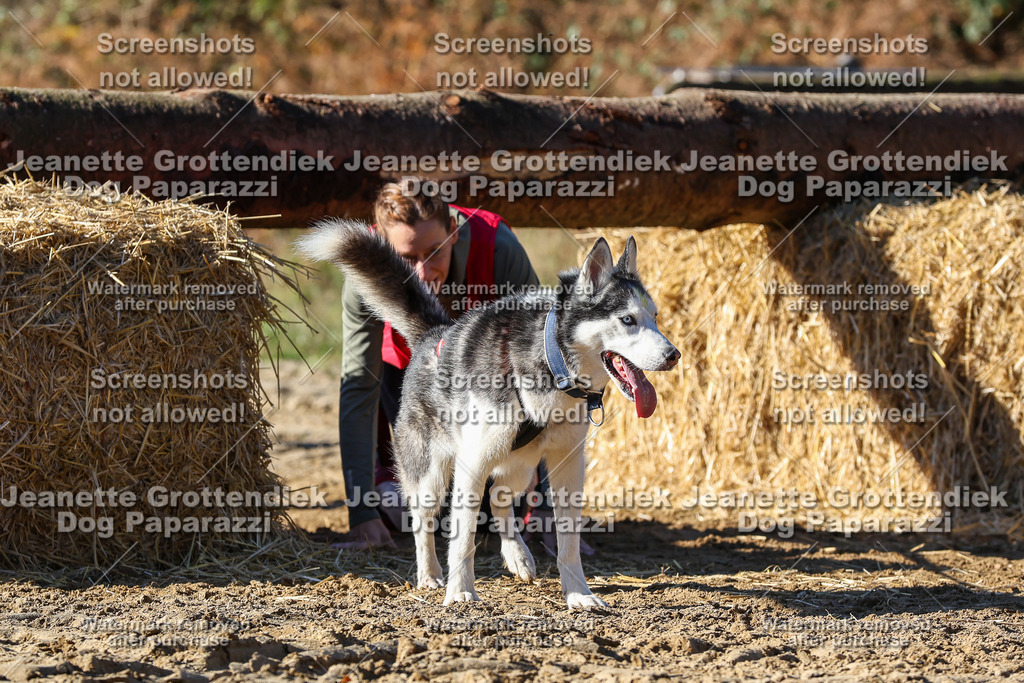 Dog Paparazzi - Strongdog 10-25-2613 | Dog Paparazzi Jeanette Grottendiek Fotografie & Videografie - Realisiert mit Pictrs.com