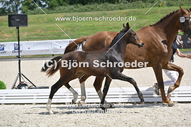 30_Escaneno - Quaterback_935_2155 | Björn Schroeder Pferdefotografie