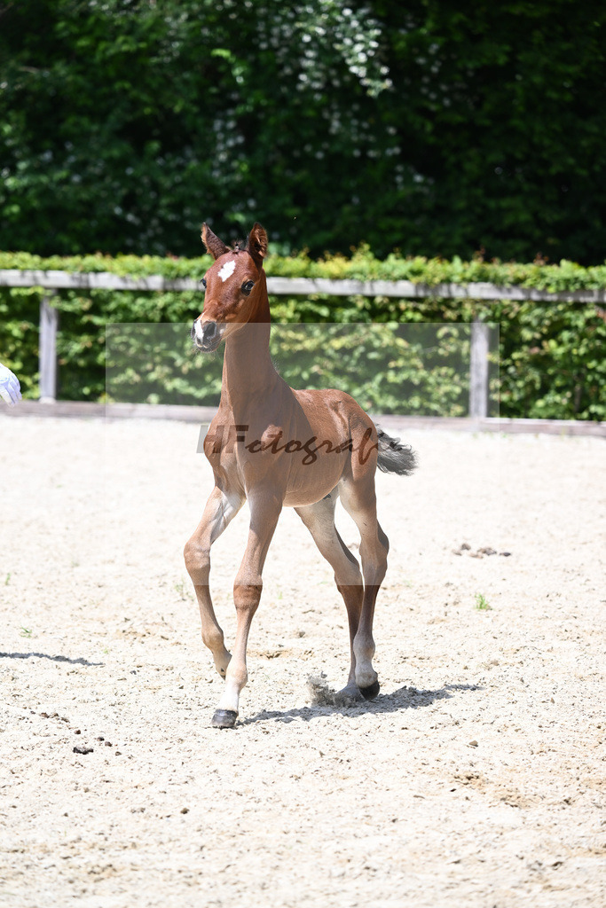 Glamourdale x Fuerst Fernando_HF_Markl_19240601 | hf-fotografie - Realisiert mit Pictrs.com
