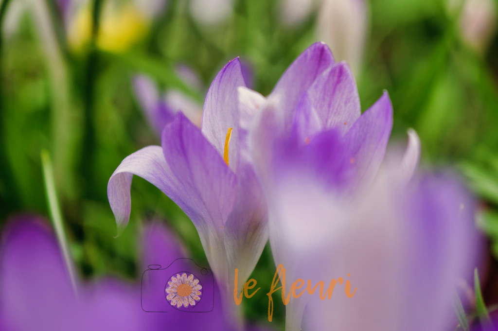 DSC_0241-NEF_DxO_PRIME (1) | Dies ist der Shop von Florian Blum - le fleuri. Langenthal, Bern, SchweizSie können hier meine oder ihre eigenen Fotos als Fotoprodukte kaufen. Tassen, Schlüsselanhänger, Taschen etc. können Sie hier gestalten.  - Realisiert mit Pictrs.com