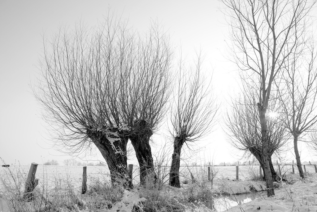 100107-031 | Europa, DEU, Deutschland, Nordrhein Westfalen, NRW, Rheinland, Niederrhein, Hoerstgen, Winter, Schnee, Baeume, Typische Kopfweiden, Gegenlicht, Sonne, Kategorien und Themen, Natur, Umwelt, Landschaft, Jahreszeiten, Stimmungen, Landschaftsfotografie, Landschaften, Landschaftsphoto, Landschaftsphotographie, Naturschutz, Naturschutzgebiete, Landschaftsschutz, Biotop, Biotope, Landschaftsschutzgebiete, Landschaftsschutzgebiet, Oekologie, Oekologisch, Typisch, Landschaftstypisch, Landschaftspflege

[Fuer die Nutzung gelten die jeweils gueltigen Allgemeinen Liefer-und Geschaeftsbedingungen. Nutzung nur gegen Verwendungsmeldung und Nachweis. Download der AGB unter http://www.image-box.com oder werden auf Anfrage zugesendet. Freigabe ist vorher erforderlich. Jede Nutzung des Fotos ist honorarpflichtig gemaess derzeit gueltiger MFM Liste - Kontakt, Uwe Schmid-Fotografie, Duisburg, Tel. (+49).2065.677997, 
archiv@image-box.com, www.image-box.com] - Realisiert mit Pictrs.com