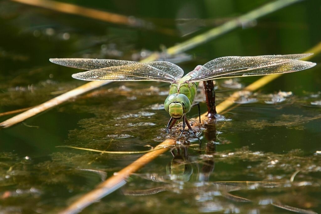 KSR_0323_upscale | Unvergessliche Erinnerungen in Bildern festgehalten! Ob Hochzeit, Shooting oder Landschaft  - Ich bin dein Fotograf in Erfurt und Umgebung! Photo-Rauch | Sandro Rauch - Realisiert mit Pictrs.com