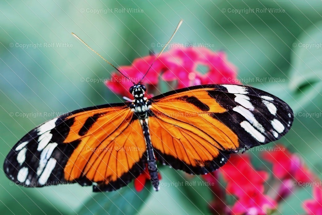 Falter5.2 | Rolf Wittke  - Realisiert mit Pictrs.com