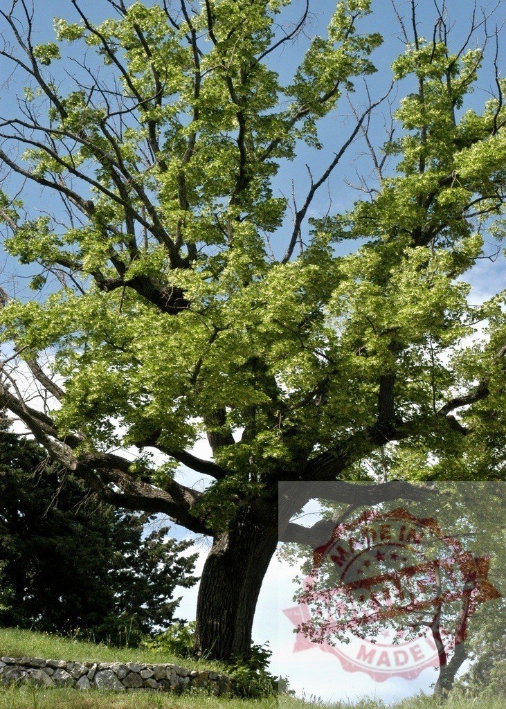 Large ancient oak tree with green foliage | Ancient oak tree standing on grassy hill creating shade on a sunny day - Realisiert mit Pictrs.com