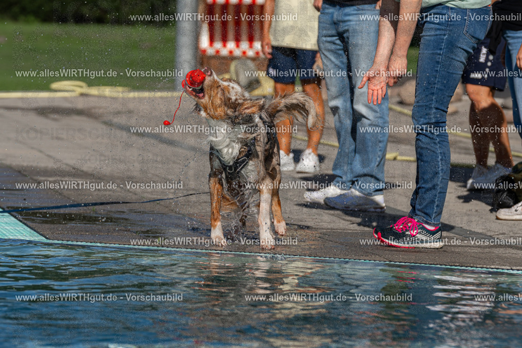 Hundeschwimmen_Volksbad_2026-allesWIRTHgut_Tierfotografie-2609061031-FAY05930 | Professionelle Tierfotografie in Mönchengladbach von Daniel Wirth (allesWIRTHgut). Liebevolle & natürliche Bilder von Hunden & Katzen für unvergessliche Erinnerungen.