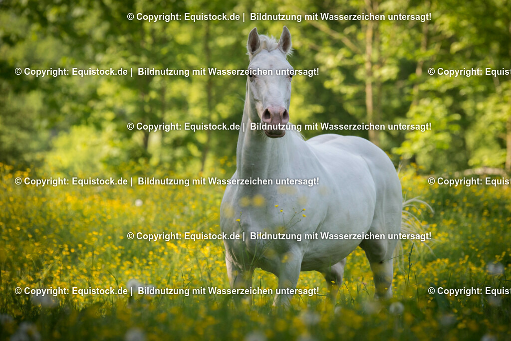 20150518_TOMsPiC_0155 | equistock