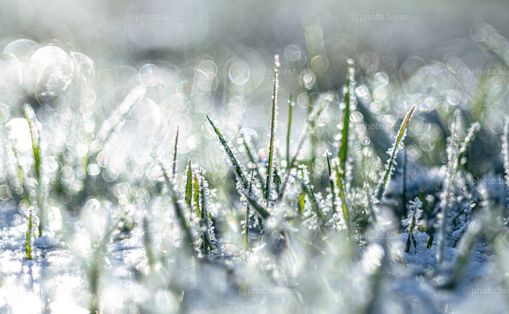 Das eisige Gras | Gefrorener Boden mit Eis und Reif. - Realisiert mit Pictrs.com