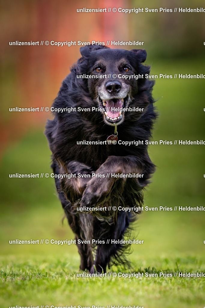 Sven Pries | 2024-09-22 - Hunderennen Baden-BadenPudelverein - Realisiert mit Pictrs.com