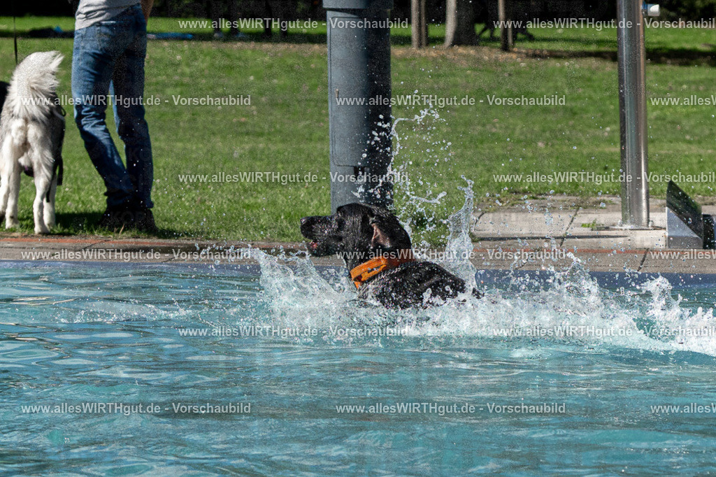 Hundeschwimmen_Volksbad_2026-allesWIRTHgut_Tierfotografie-2609061327-FAY06764 | Professionelle Tierfotografie in Mönchengladbach von Daniel Wirth (allesWIRTHgut). Liebevolle & natürliche Bilder von Hunden & Katzen für unvergessliche Erinnerungen.