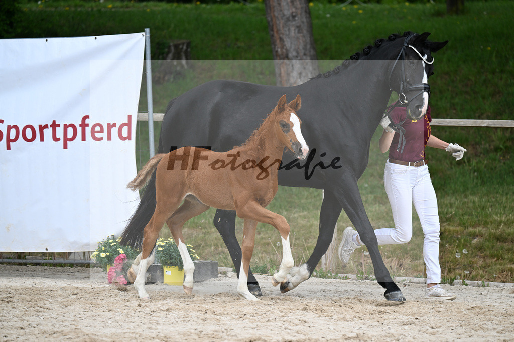 Kat-Nr. 19 SF Viva Vitalis x Asgards Ibiza_Roos_24260985 | hf-fotografie - Realisiert mit Pictrs.com