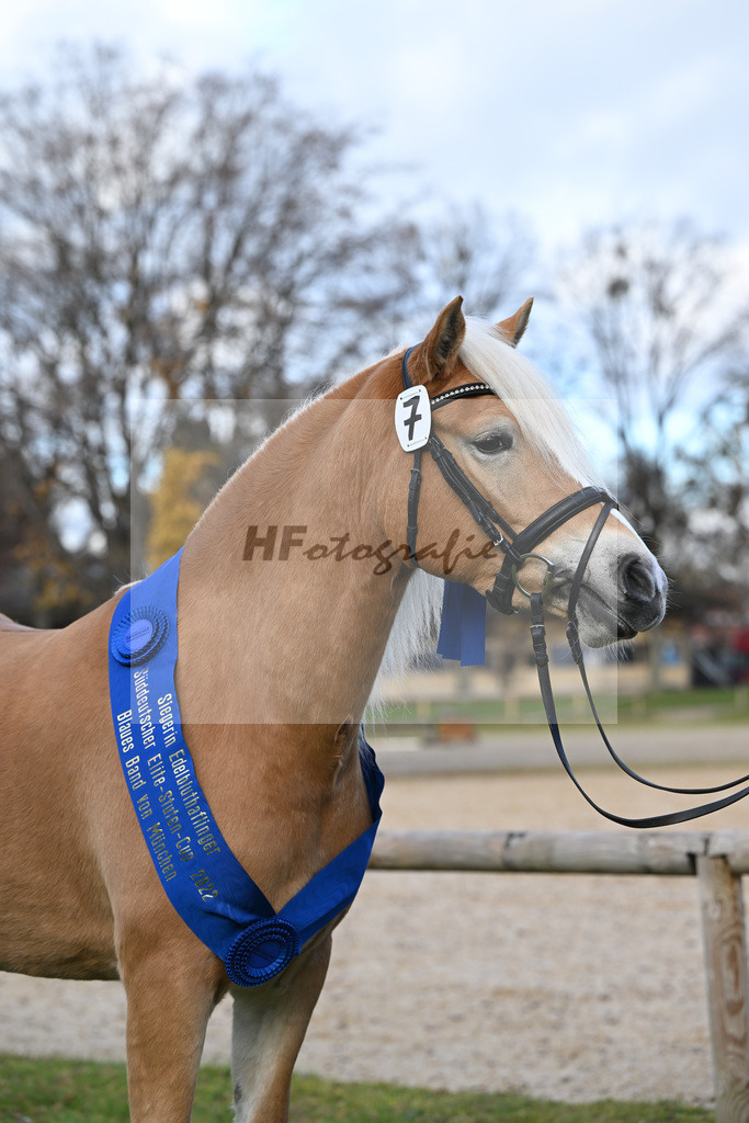 Kat-Nr. 7 Daria v. Armani Ass_Obermaier_60221373 | hf-fotografie - Realisiert mit Pictrs.com