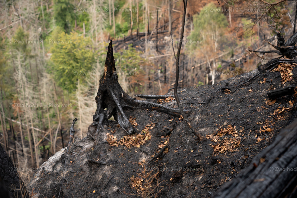 Obere_Affensteinpromenade_Baumstumpf_Abhang_Unschaerfe | 2022-09-02_Waldbrandgebiete_2 - Realisiert mit Pictrs.com