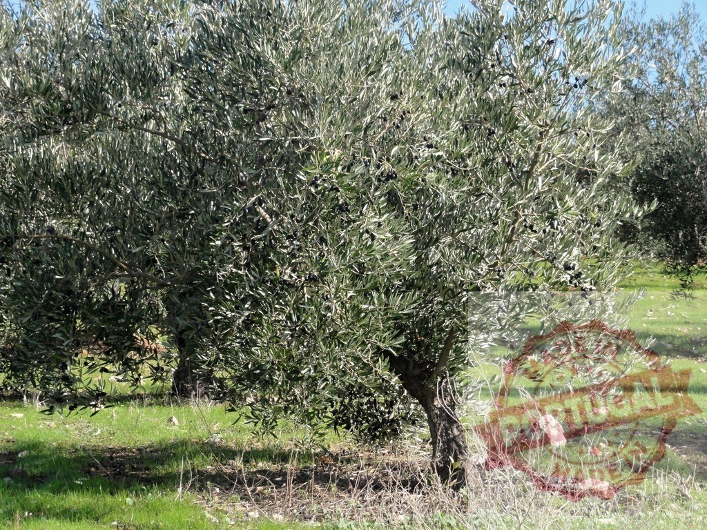 Ripe black olives growing on olive tree branches | Olive tree bearing black olives in an orchard with green grass - Realisiert mit Pictrs.com
