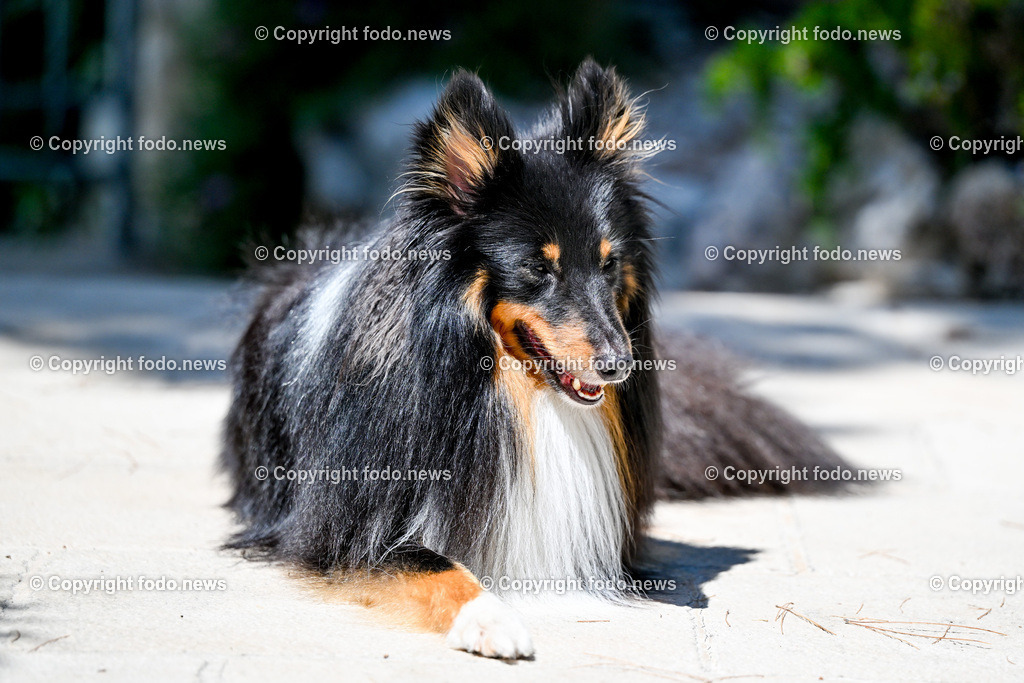Hunde in Kroatien_ 31.07.2023-44 | 31.07.2023, Kroatien, HRV, Brač, Insel in Dalmatien im Bild Hunde, Shelties
