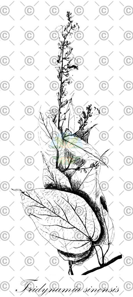 HistAbb_6086_1_FLORAD_SIMPLE | Historische Abbildung von Tridynamia sinensis - Convolvulaceae | Historical Illustration of Tridynamia sinensis - Convolvulaceae