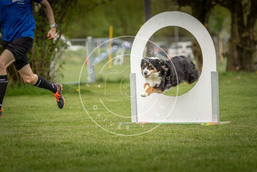Pfotenfotografie_DV3A1491 | Hundefotografie, Tierfotograf, Pfotenfotografie, Fotoshooting Hund, Hunde Portrait, Hundesport, Hundeportraits, Heideshooting, Hunde, Sportfotograf, Hundefotograf, Turnierhundsport, THS,  - Realisiert mit Pictrs.com