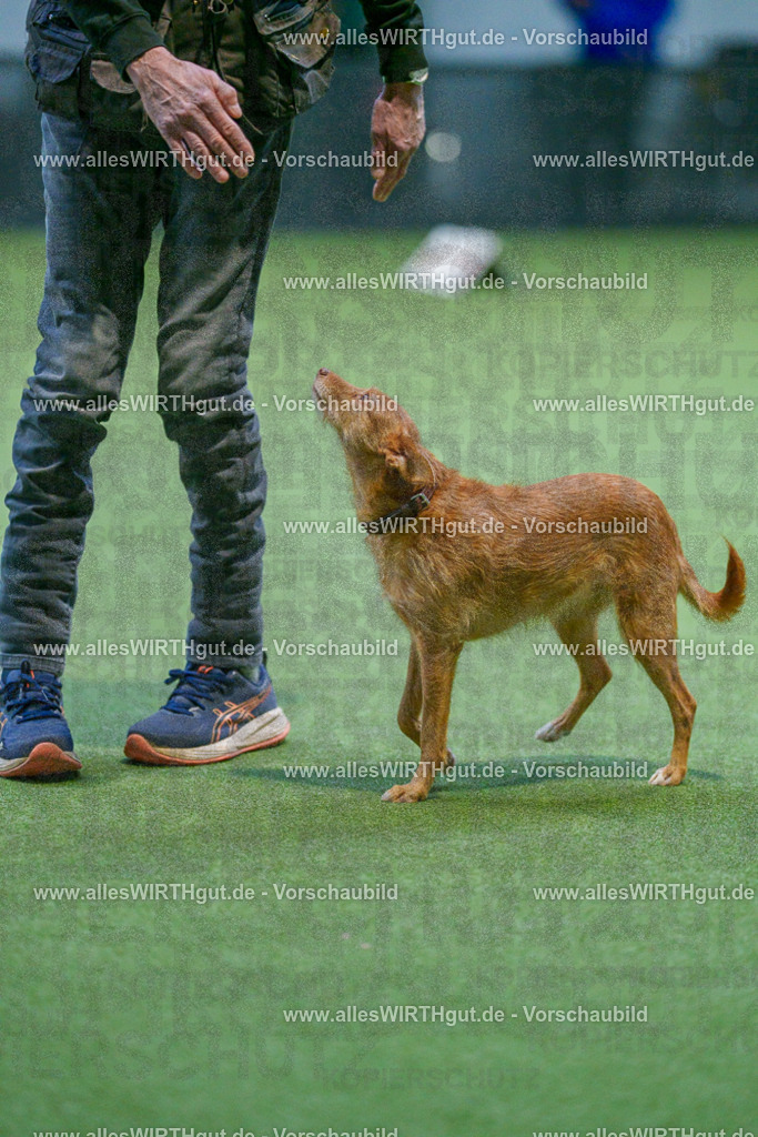 7R502626 | Professionelle Tierfotografie in Mönchengladbach von Daniel Wirth (allesWIRTHgut). Liebevolle & natürliche Bilder von Hunden & Katzen für unvergessliche Erinnerungen.